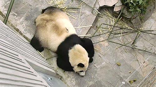 panda chiny kamera online